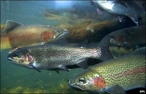 Rainbow Trout